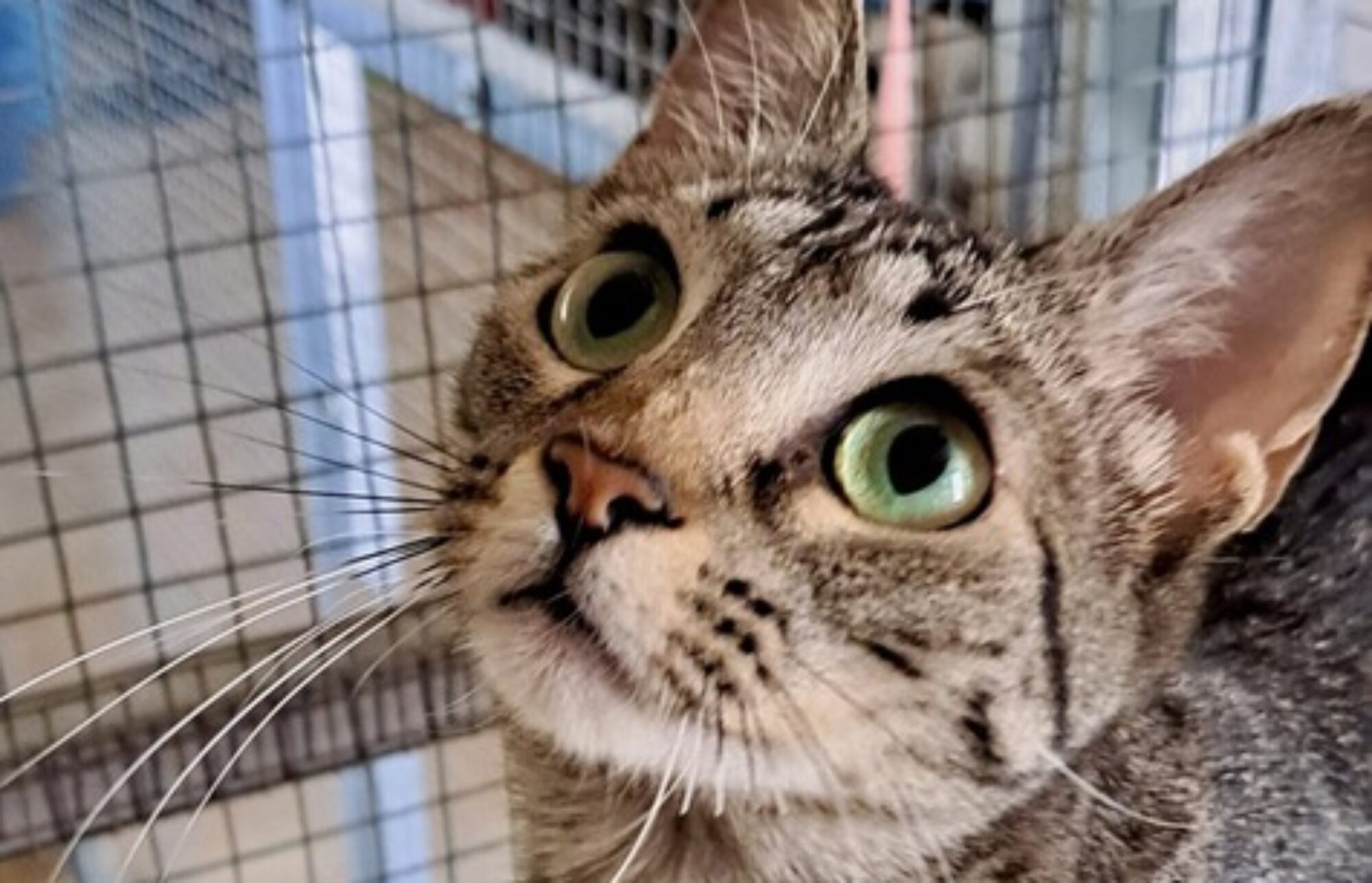 cropped cache 77138756.jpeg